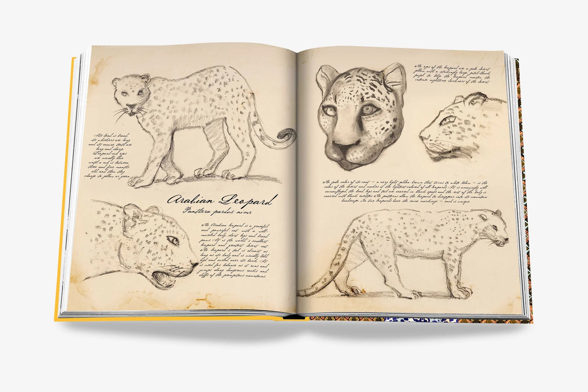 ASSOULINE Arabian Leopard