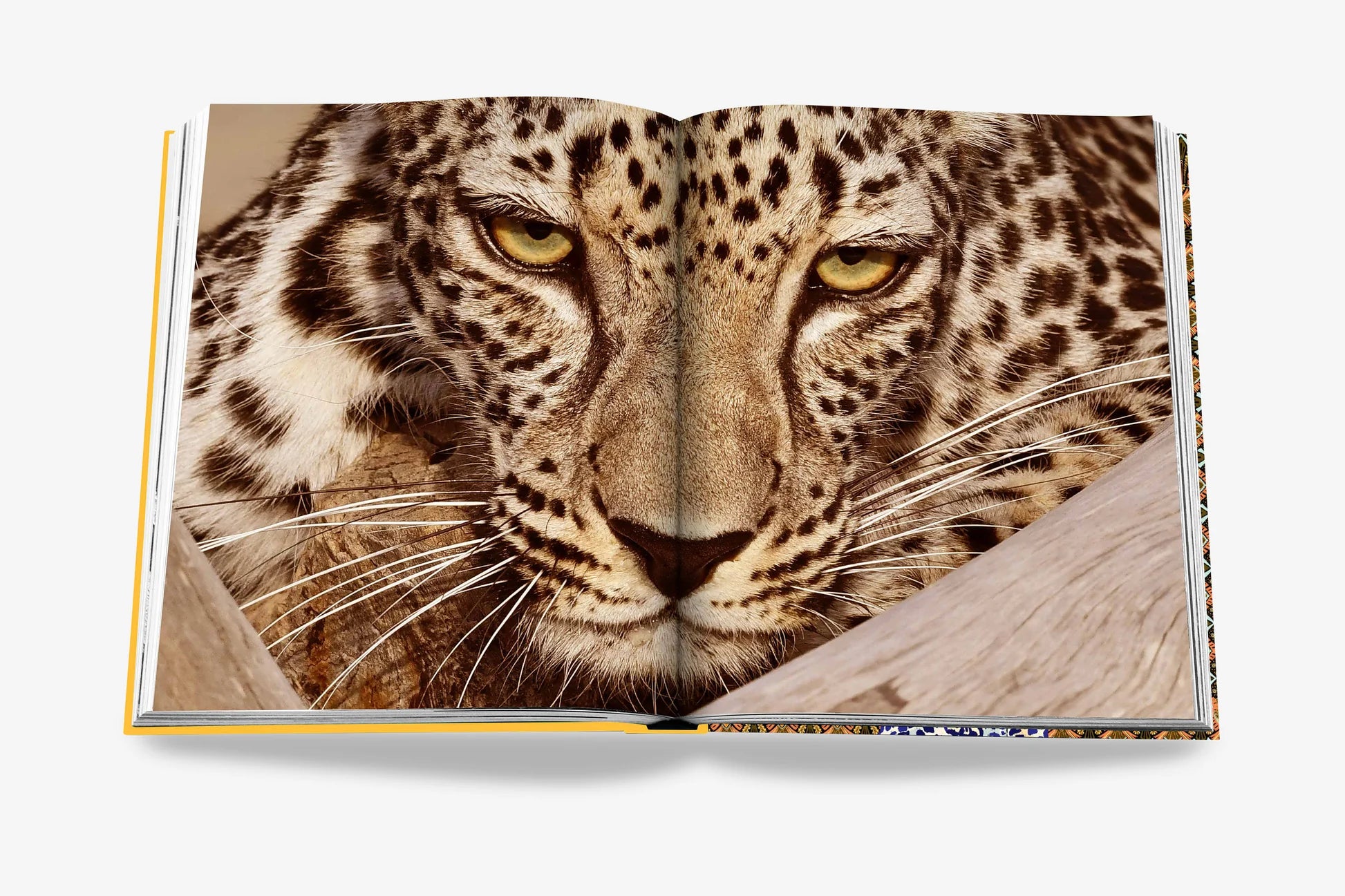 ASSOULINE Arabian Leopard