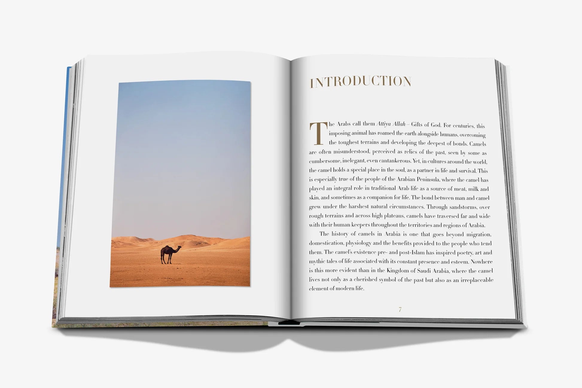 ASSOULINE Camels from Saudi Arabia (Classic)