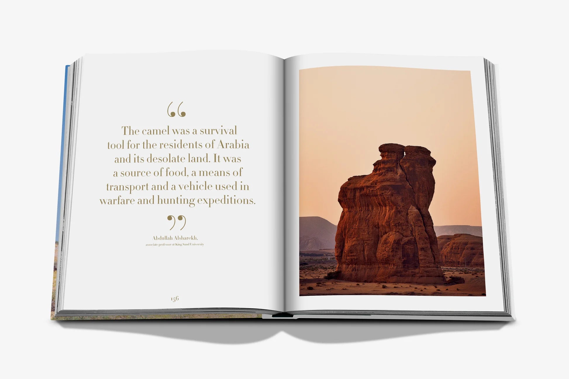 ASSOULINE Camels from Saudi Arabia (Classic)