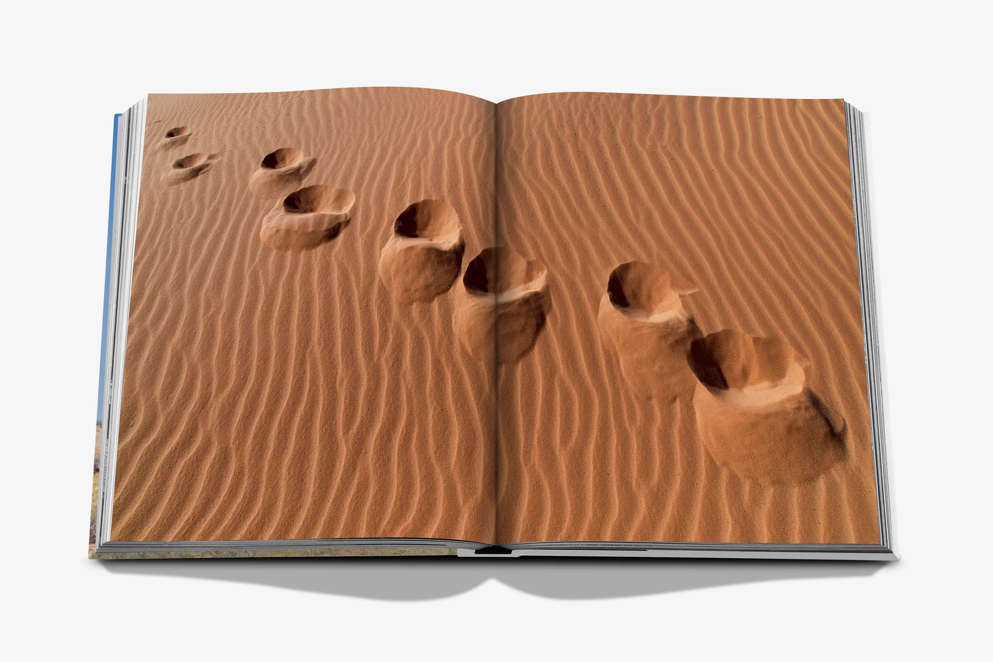 ASSOULINE Camels from Saudi Arabia (Classic)