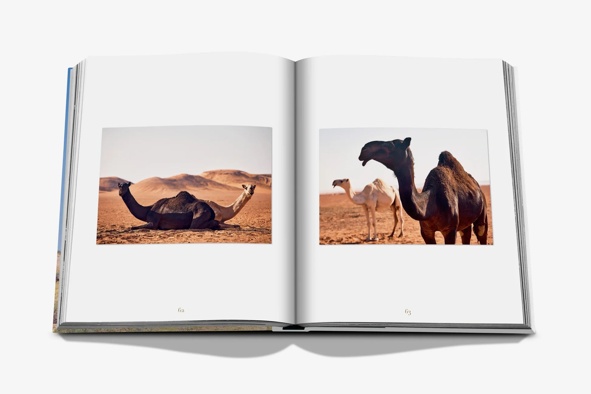 ASSOULINE Camels from Saudi Arabia (Classic)