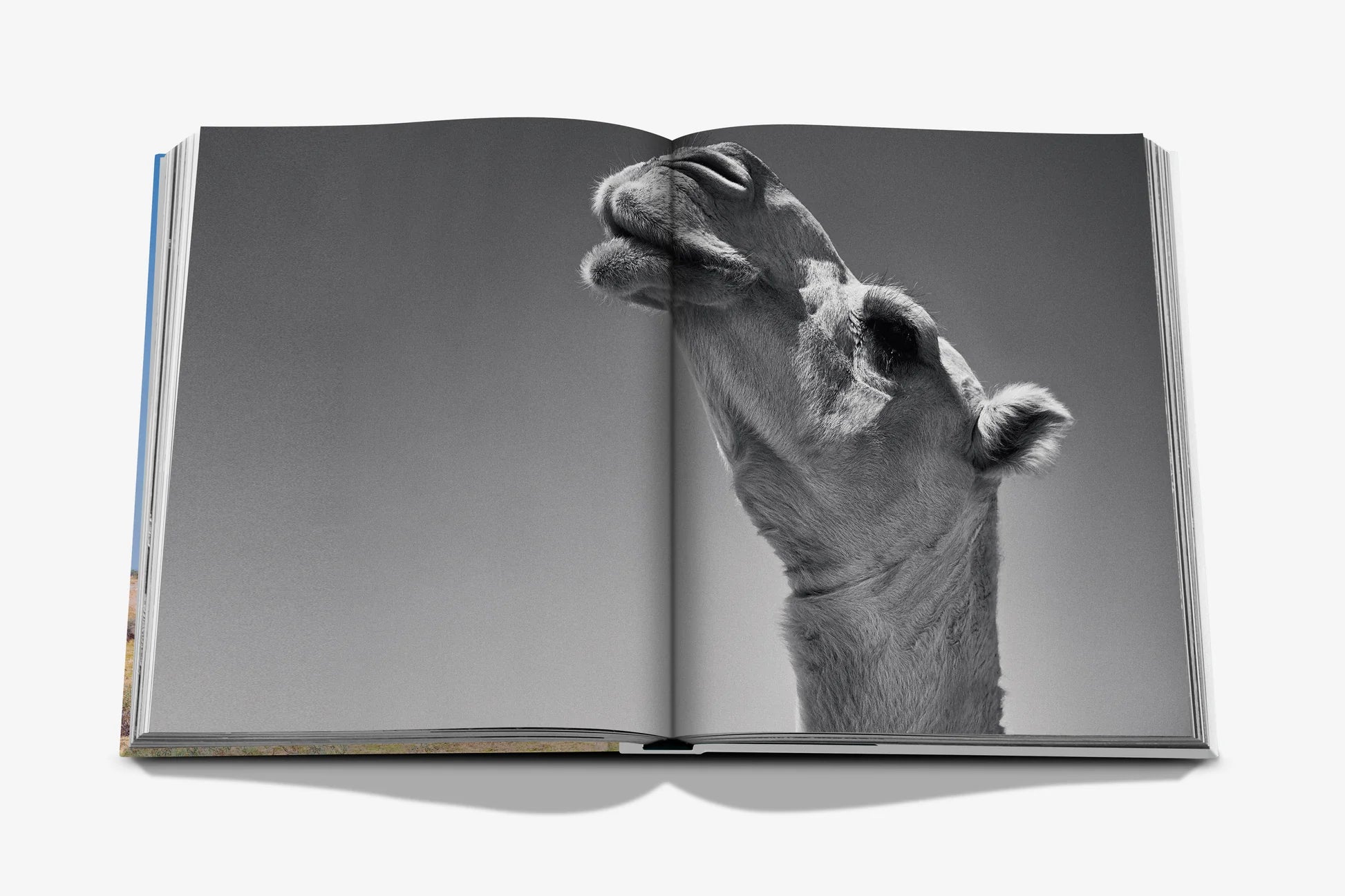 ASSOULINE Camels from Saudi Arabia (Classic)