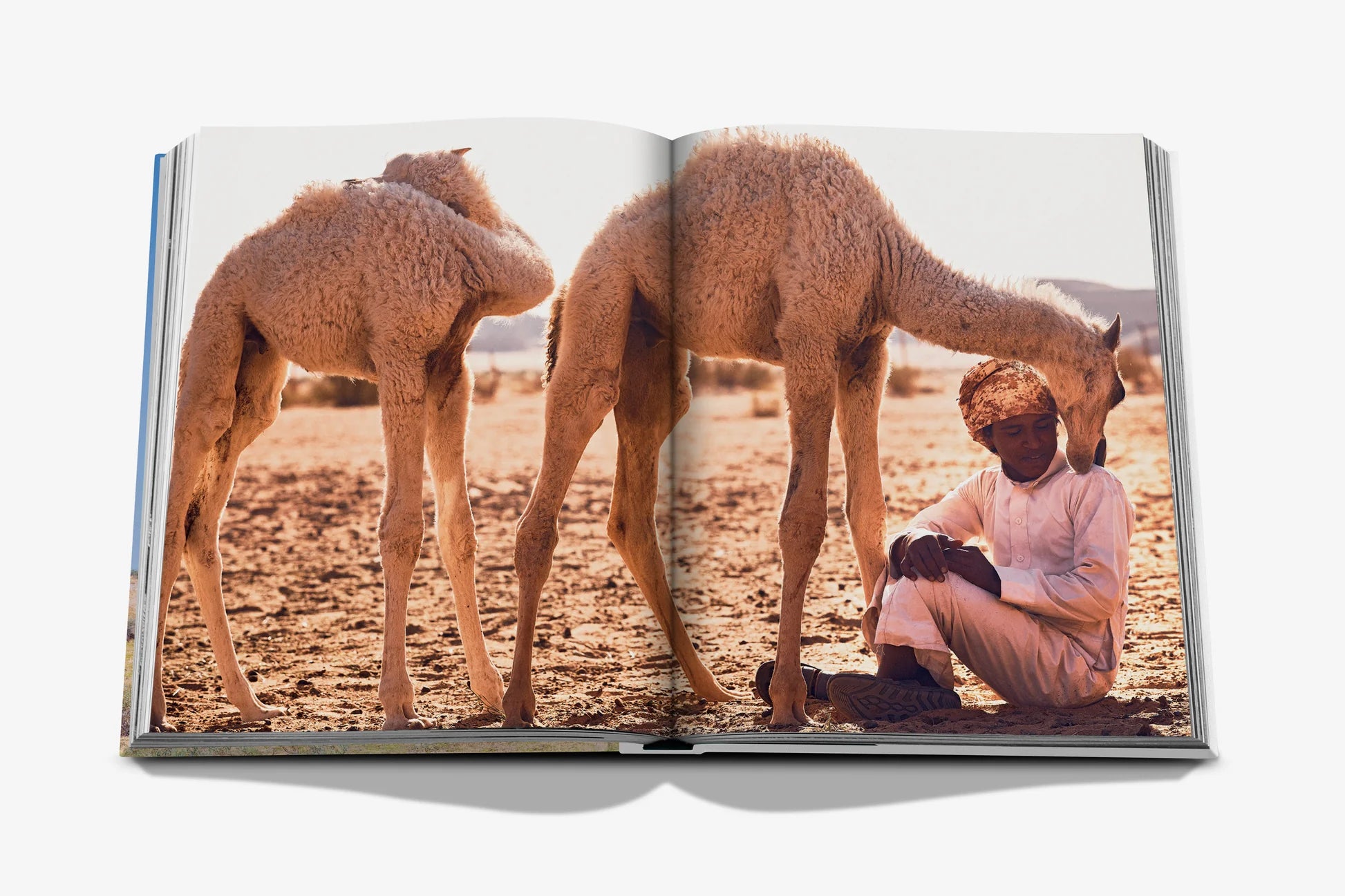 ASSOULINE Camels from Saudi Arabia (Classic)