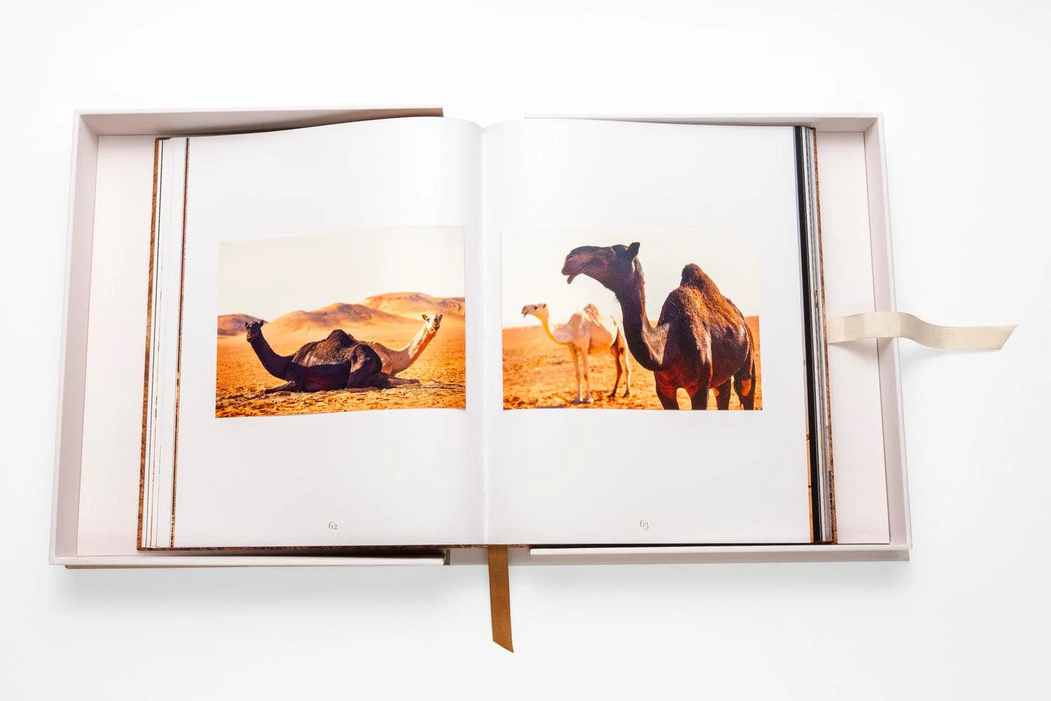 ASSOULINE Camels from Saudi Arabia