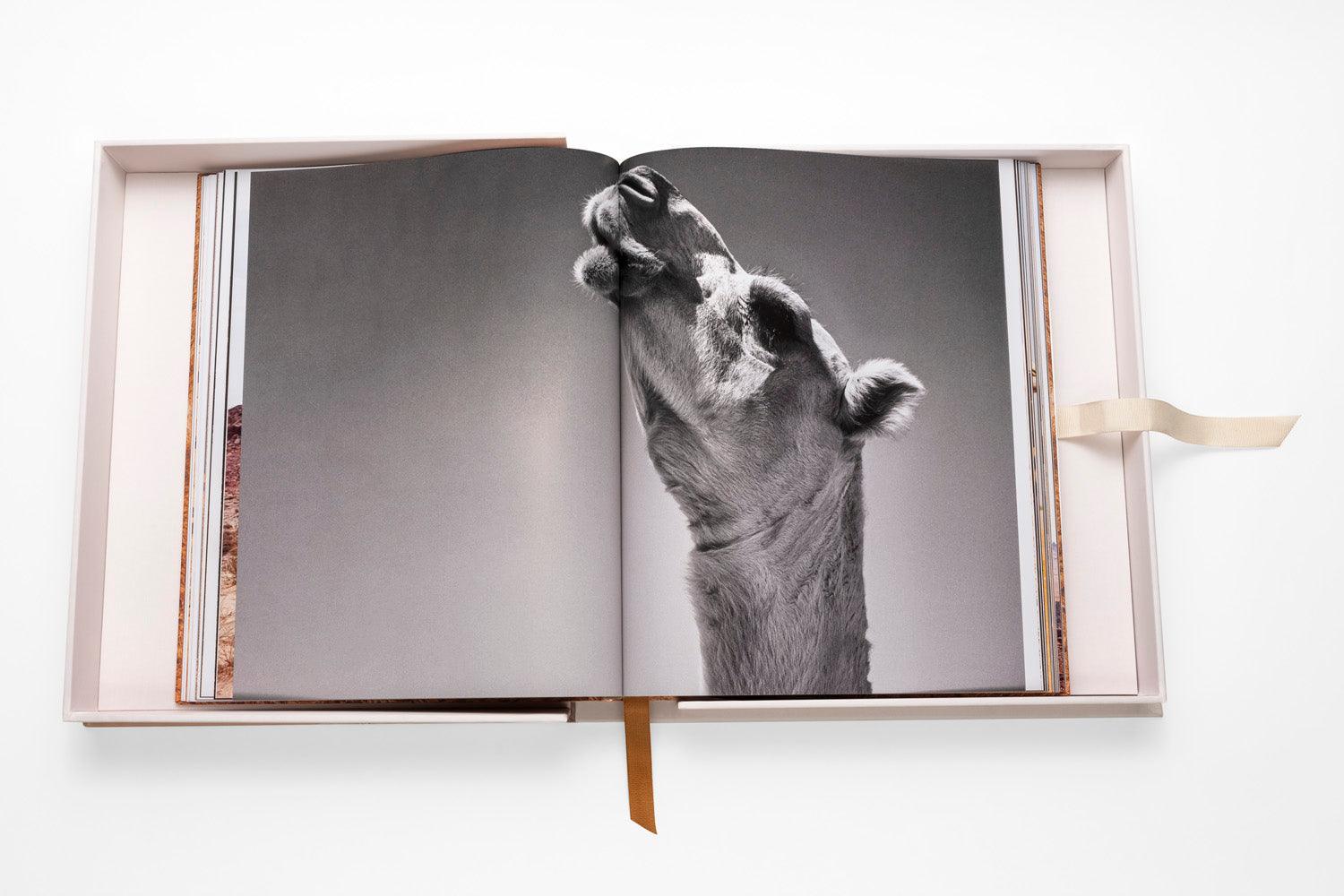 ASSOULINE Camels from Saudi Arabia