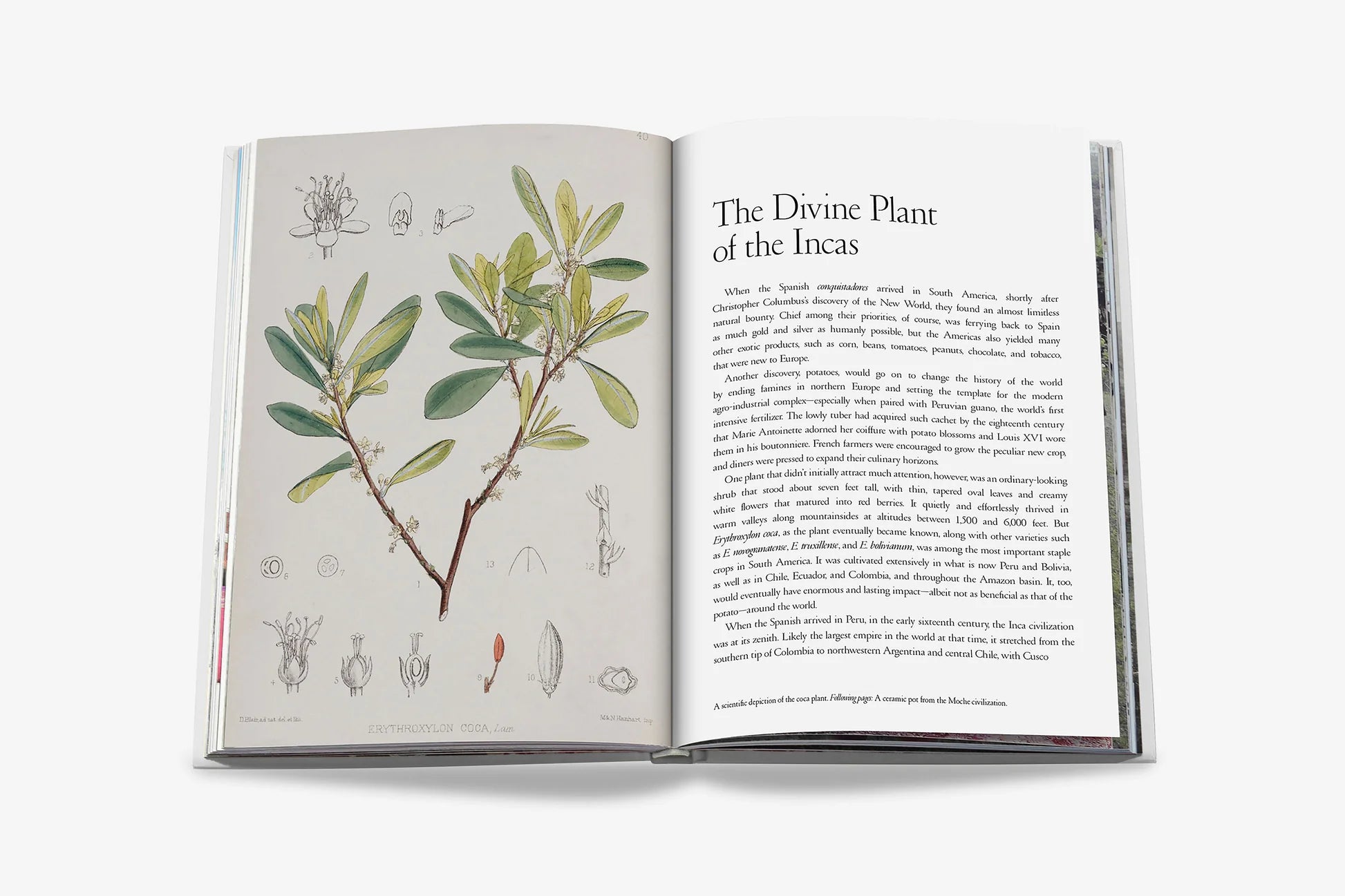 ASSOULINE Cocaïn: History & Culture