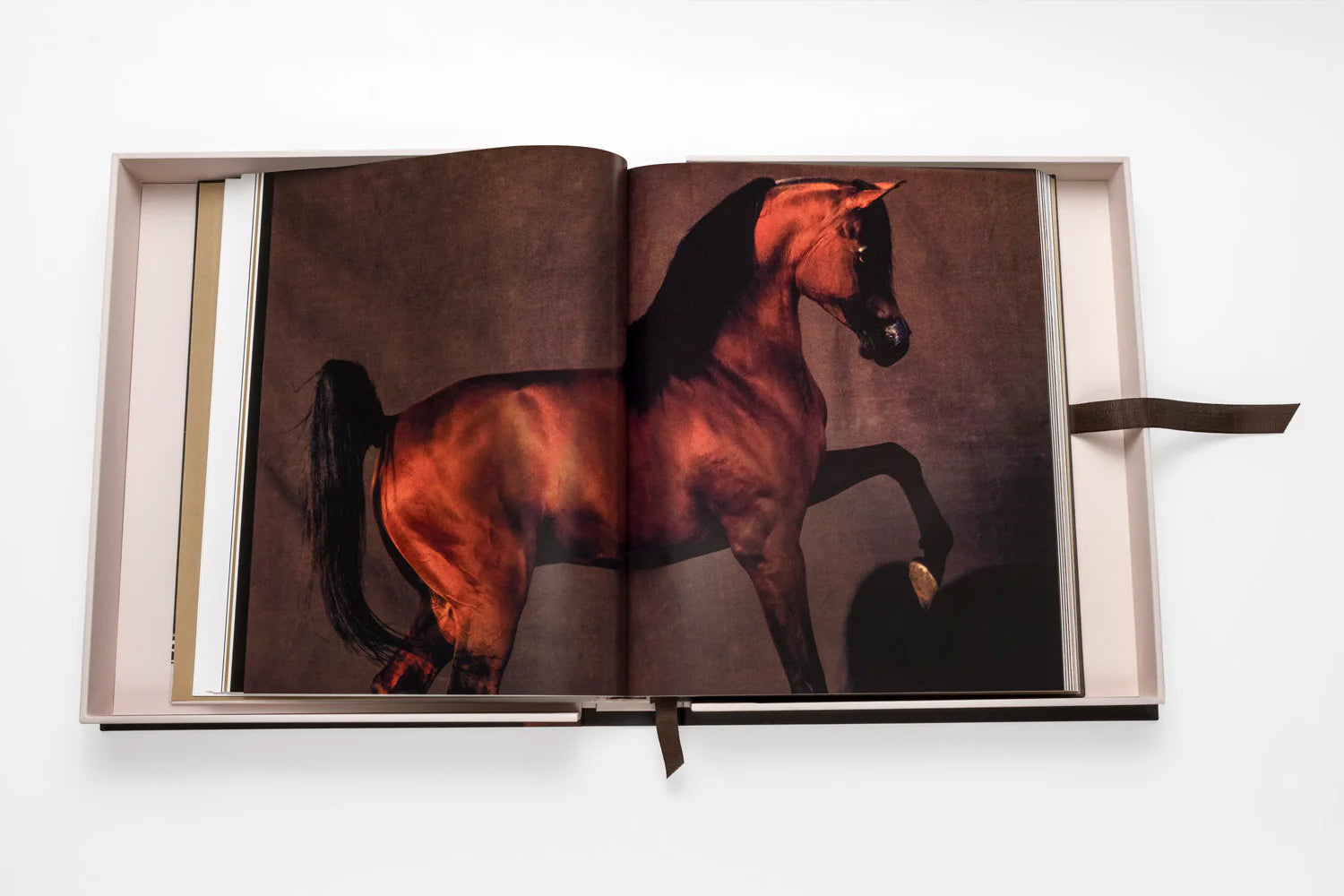 ASSOULINE Horses from Saudi Arabia