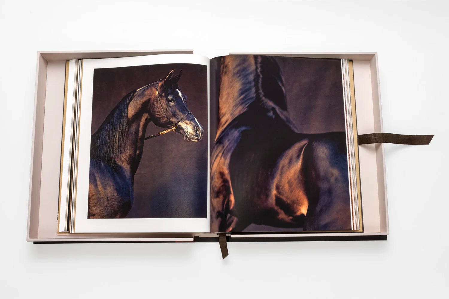 ASSOULINE Horses from Saudi Arabia