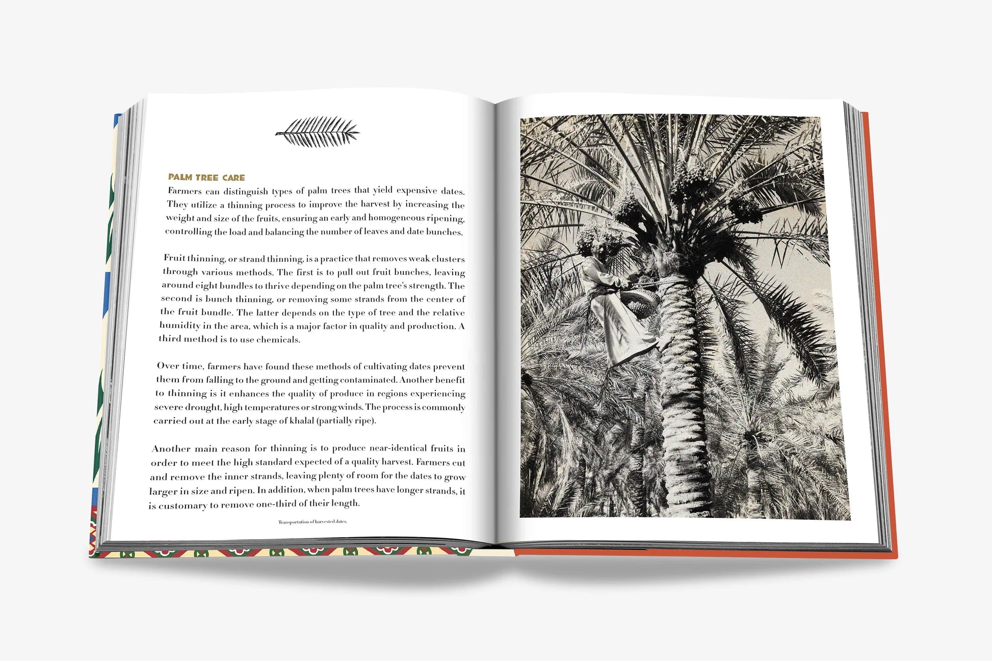 ASSOULINE Saudi Dates: A Portrait of the Sacred Fruit