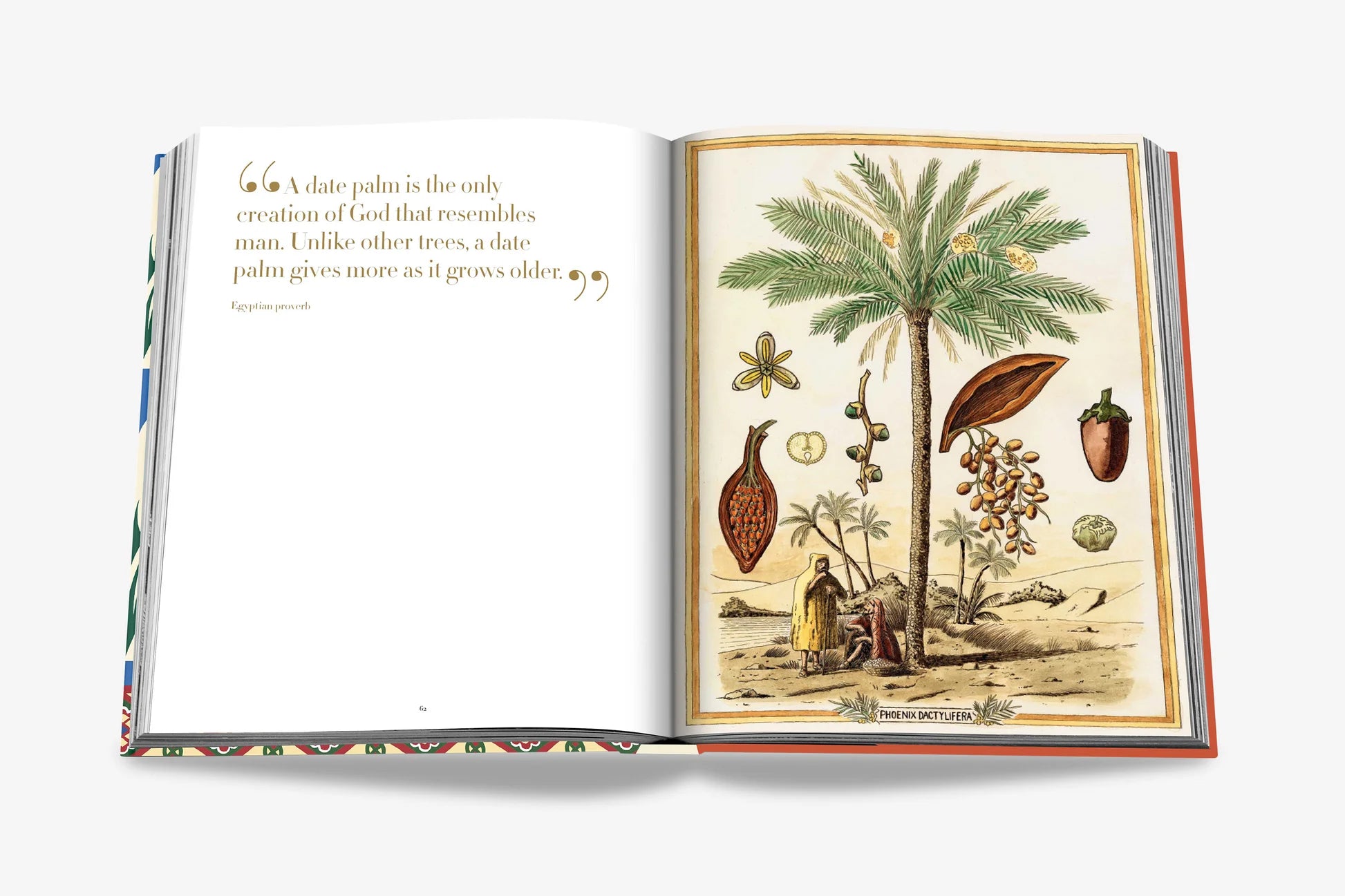ASSOULINE Saudi Dates: A Portrait of the Sacred Fruit