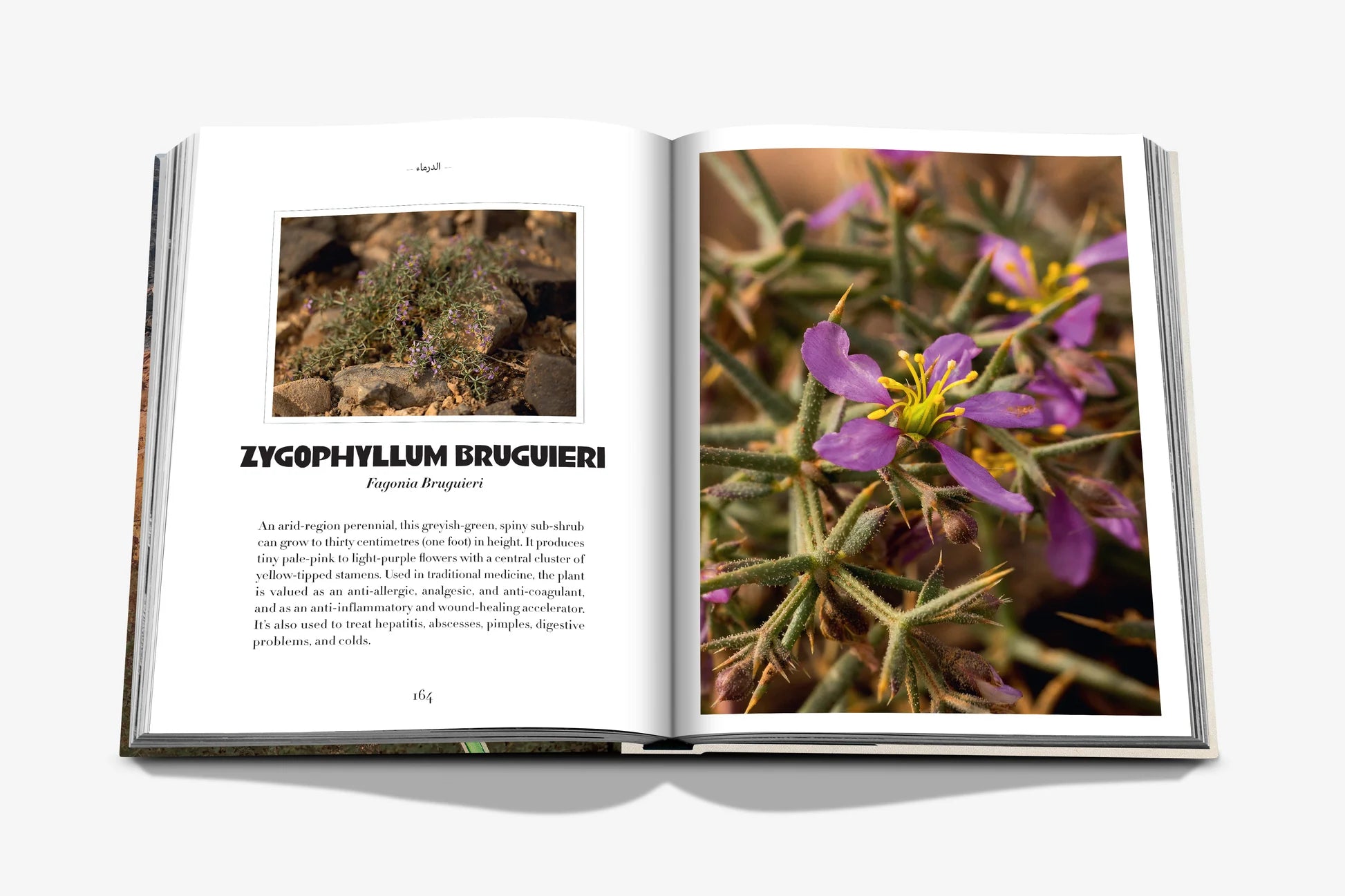 ASSOULINE AlUla Flora